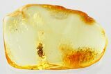 Detailed Fossil Spider (Araneae) In Baltic Amber #372593-1